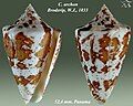 Conus archon Broderip, W.J., 1833