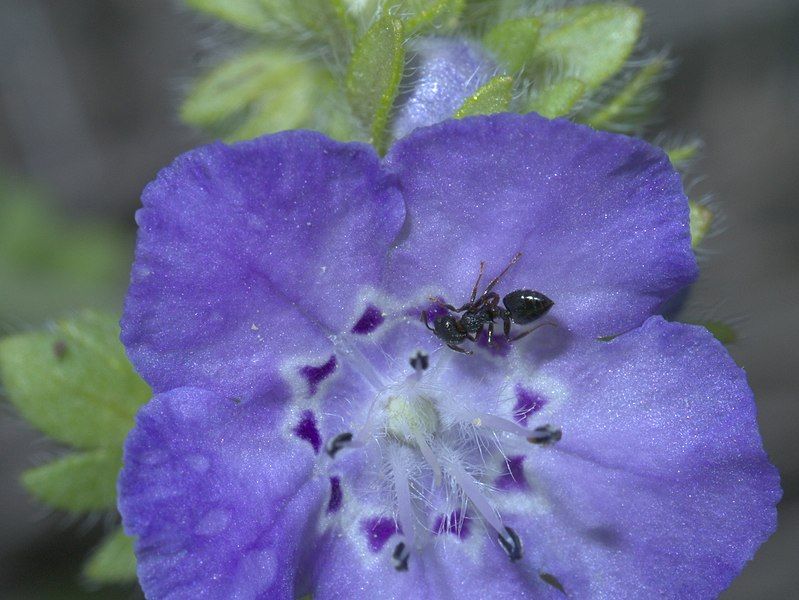 File:Crematogaster lineolata P1370730a.jpg