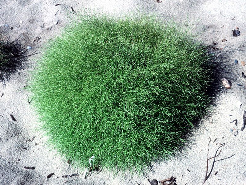 File:Cycloloma atriplicifolium NRCS-2.jpg