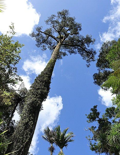 File:Dacrycarpus dacrydioides epiphytes.jpg