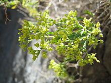 Dedeckera eurekensis flowers