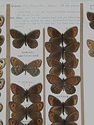 Erebia montana goante (Esper, 1802) - from the Langham and Wheeler collection at the Ulster Museum