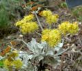 Eriogonum crocatum