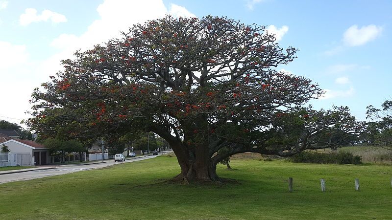 File:Erythrina Caffra tree.jpg