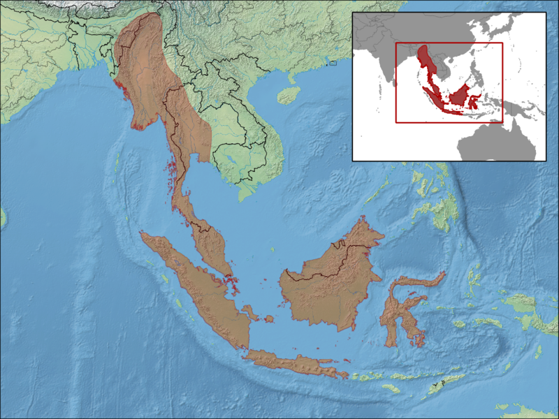 File:Eutropis novemcarinata distribution.png