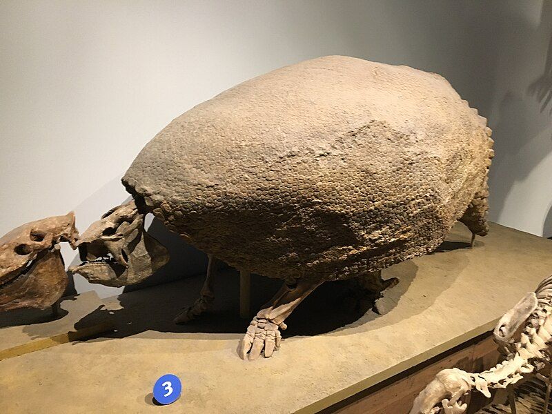 File:FMNH Glyptodon.jpg