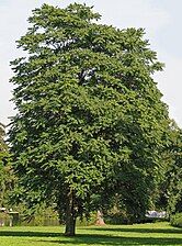 Ailanthus altissima