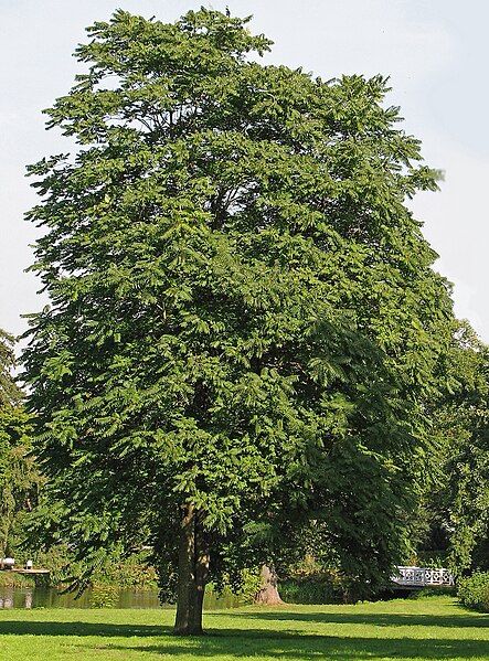 File:Götterbaum (Ailanthus altissima).jpg