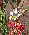 Gaura coccinea