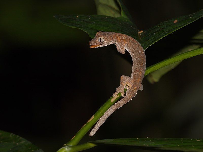 File:Gekko browni 60473633.jpg