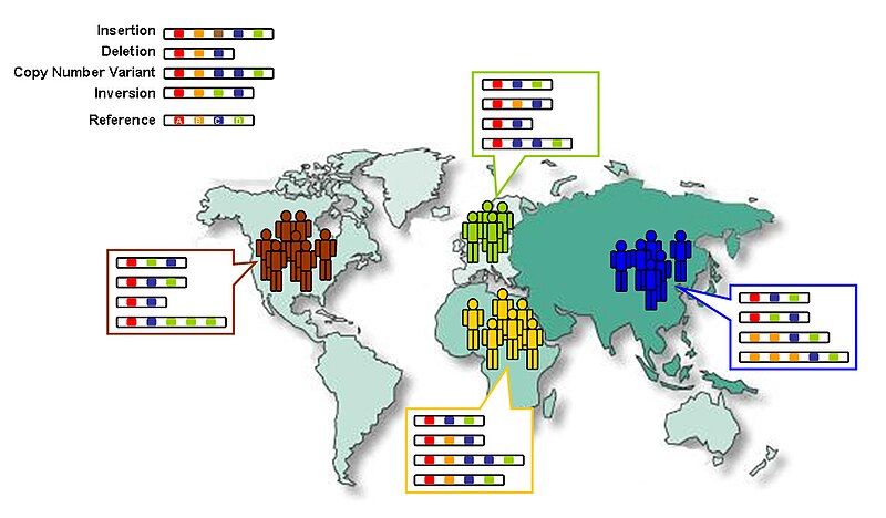 File:Genetic Variation.jpg