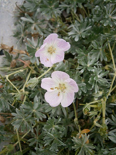 File:Geranium argenteum 02.JPG