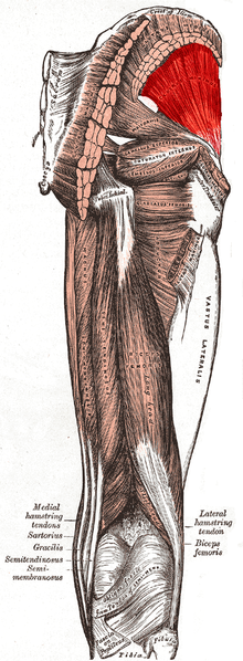 File:Gluteus minimus muscle.PNG