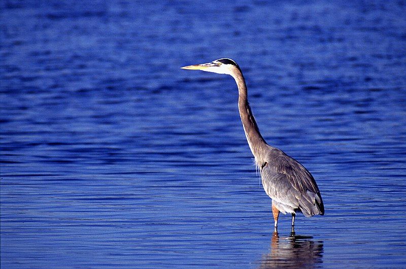 File:Great Grey Heron.jpg