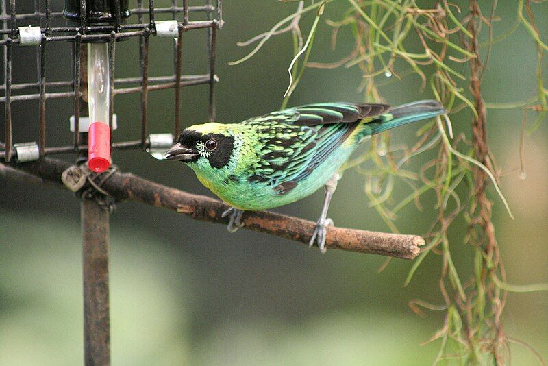 File:Green-and-Gold Tanager.jpg