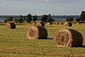 Hay bails on the Puhtulaid peninsula