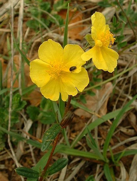 File:Helianthemum nummularium2.jpg