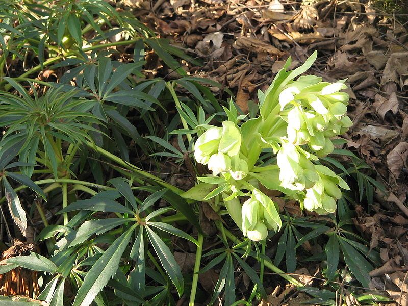 File:Helleborus foetidusRHu.jpg