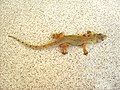 Hemidactylus mabouia, a tropical gecko, in Dominica Edited by: Taniya Brooks.