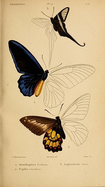 File:HistoireNaturelleInsectes.SpeciesGénéralLépidoptéresPlate17.jpg