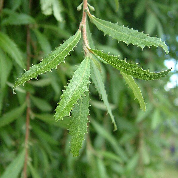 File:Hoheria-augustifolia.jpg