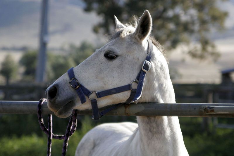 File:Horse profile.jpg