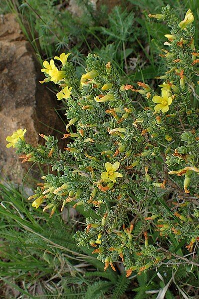 File:Hypericum aegypticum kz03.jpg