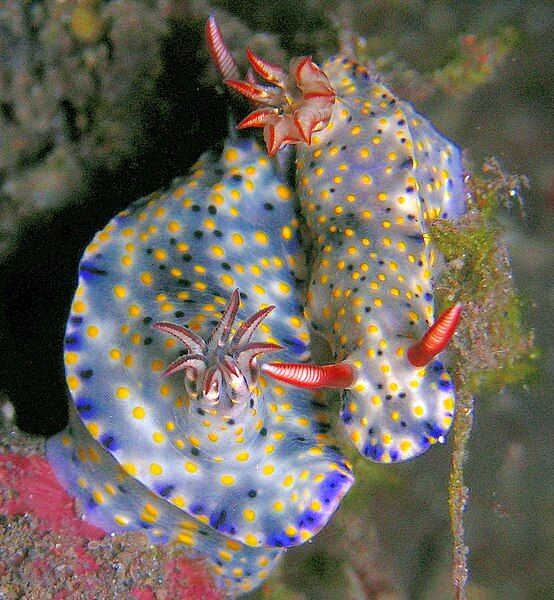 File:Hypselodoris infucata.jpg