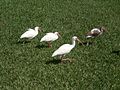 Ibises