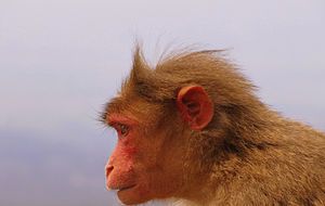 Indian Monkey at Baba Budangiri in Karnataka, India