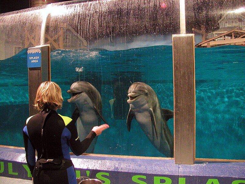 File:IndyZoo-DolphinsBlowBubbles.jpg