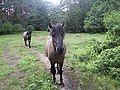 A konik horse in the Stobnica Research Station of the Agricultural University of Poznań.