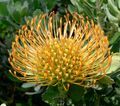 Leucospermum 'Sunshine'