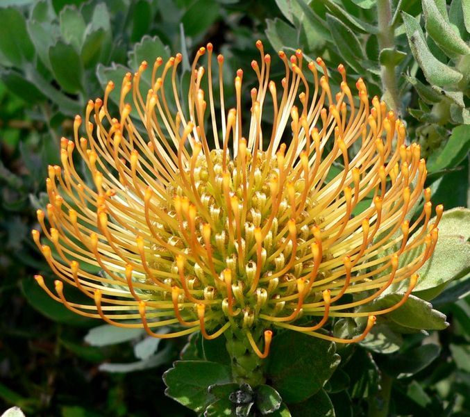 File:Leucospermum Sunshine 3.jpg