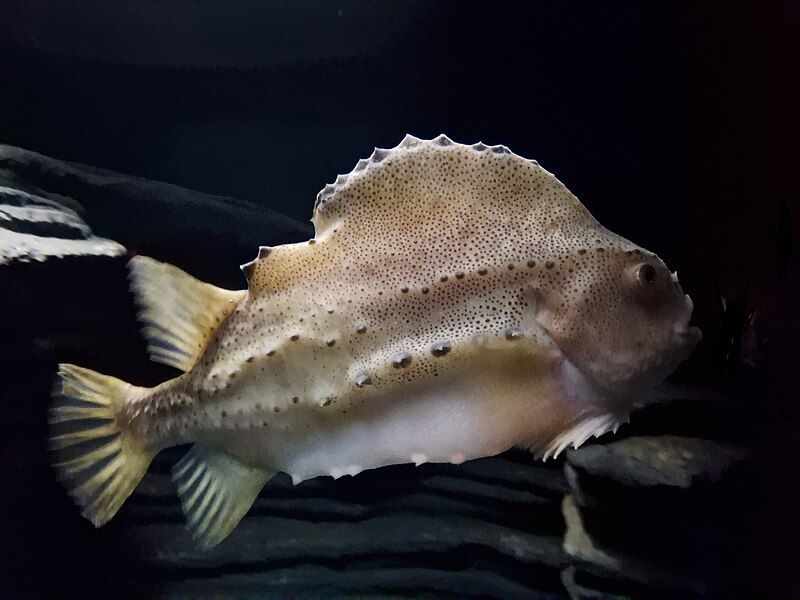 File:Lumpfish-Cyclopterus lumpus.jpg