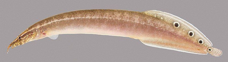 File:Macrognathus-siamensis-UF-236679-Zachary-Randall.jpg