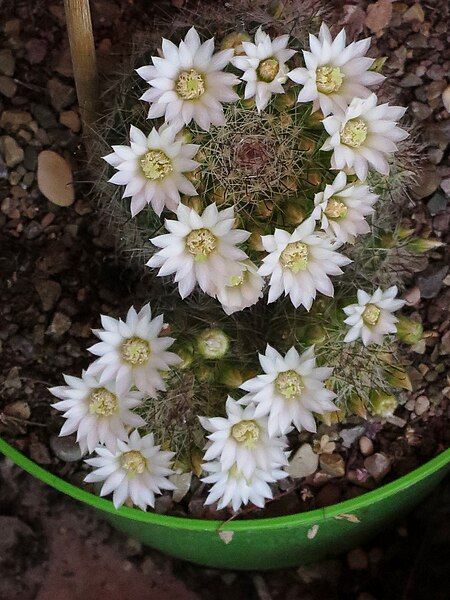 File:Mammillaria zeilmanniana a6.JPG