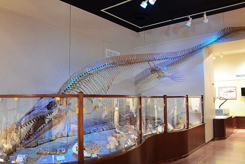 File:Mosasaur 0847 W.jpg