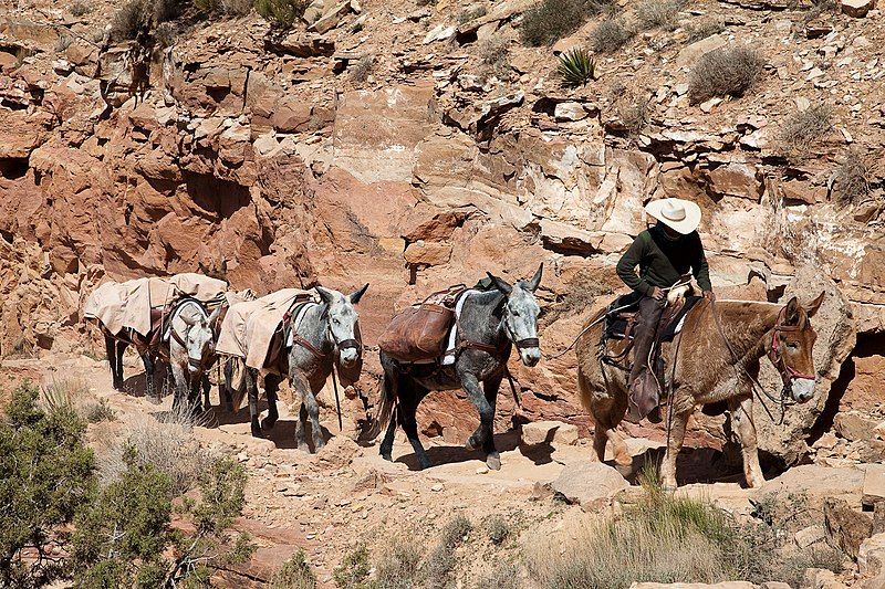 File:Mule train.jpg