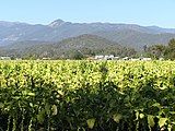 Tobacco crops in the Ovens Valley (2005)