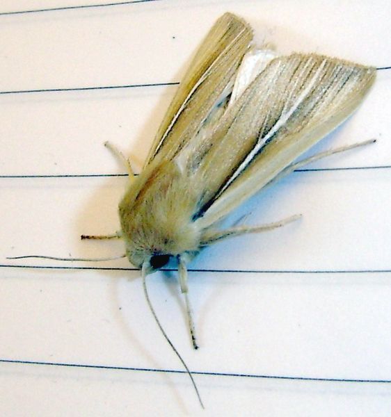 File:Mythimna litoralis.jpg