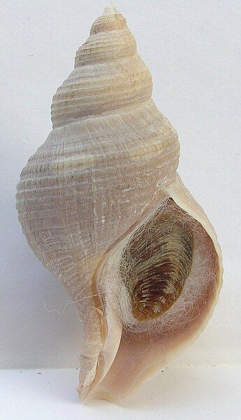 File:Neptunea ithia 003.jpg