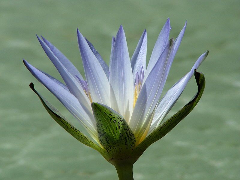 File:Nymphaea caerulea flower.JPG