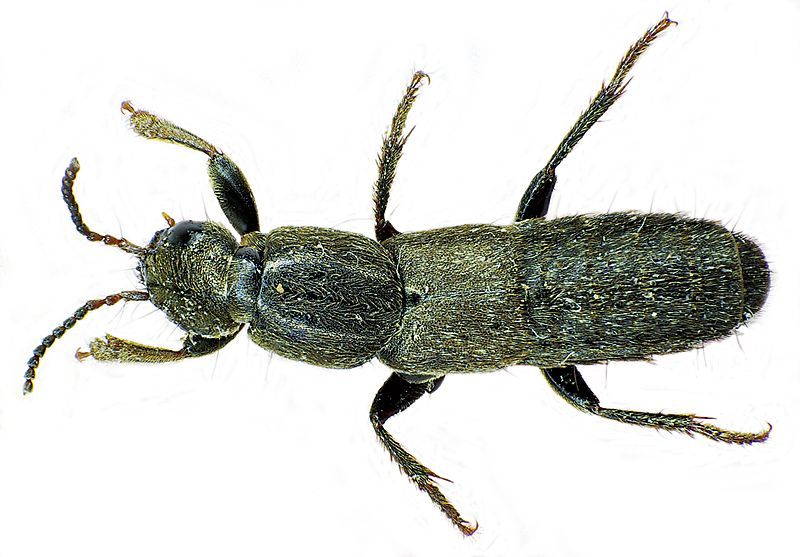 File:Ocypus aeneocephalus up.jpg