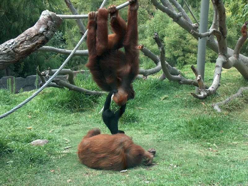 File:Orangutans-Siamang04.jpeg