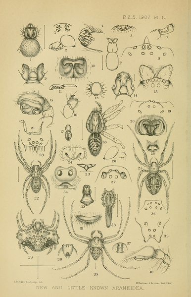 File:PZSL1907Plate50.png