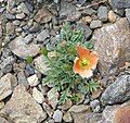 Papaver rhaeticum red form