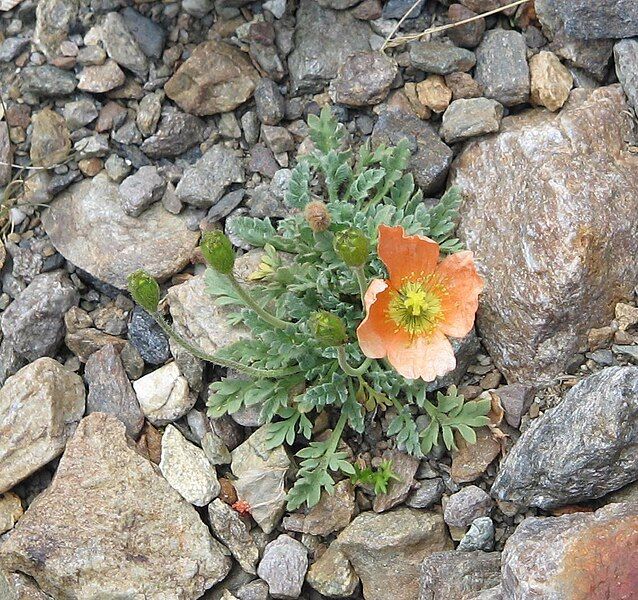 File:Papaver rhaeticum red2.jpg