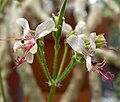 Pelargonium carnosum