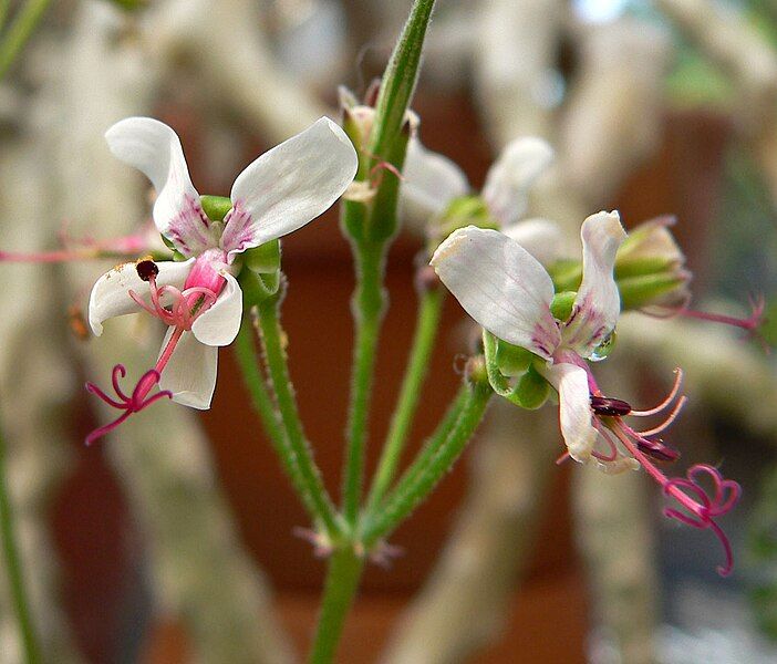 File:Pelargonium carnosum 2.jpg